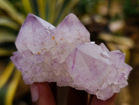 Natural Dark Amethyst Spirit Quartz Clusters x 12 From Boekenhouthoek, South Africa