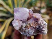 Natural Dark Amethyst Spirit Quartz Clusters x 12 From Boekenhouthoek, South Africa