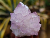 Natural Dark Amethyst Spirit Quartz Clusters x 12 From Boekenhouthoek, South Africa