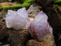 Natural Dark Amethyst Spirit Quartz Clusters x 12 From Boekenhouthoek, South Africa