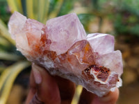 Natural Dark Amethyst Spirit Quartz Clusters x 12 From Boekenhouthoek, South Africa