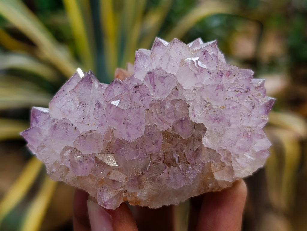 Natural Dark Amethyst Spirit Quartz Clusters x 12 From Boekenhouthoek, South Africa - Toprock Gemstones and Minerals 