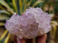 Natural Dark Amethyst Spirit Quartz Clusters x 12 From Boekenhouthoek, South Africa