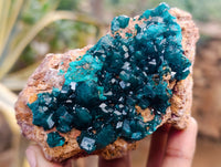 Natural Dioptase On Dolomite Specimens x 3 From Mashamba West Mine, Congo