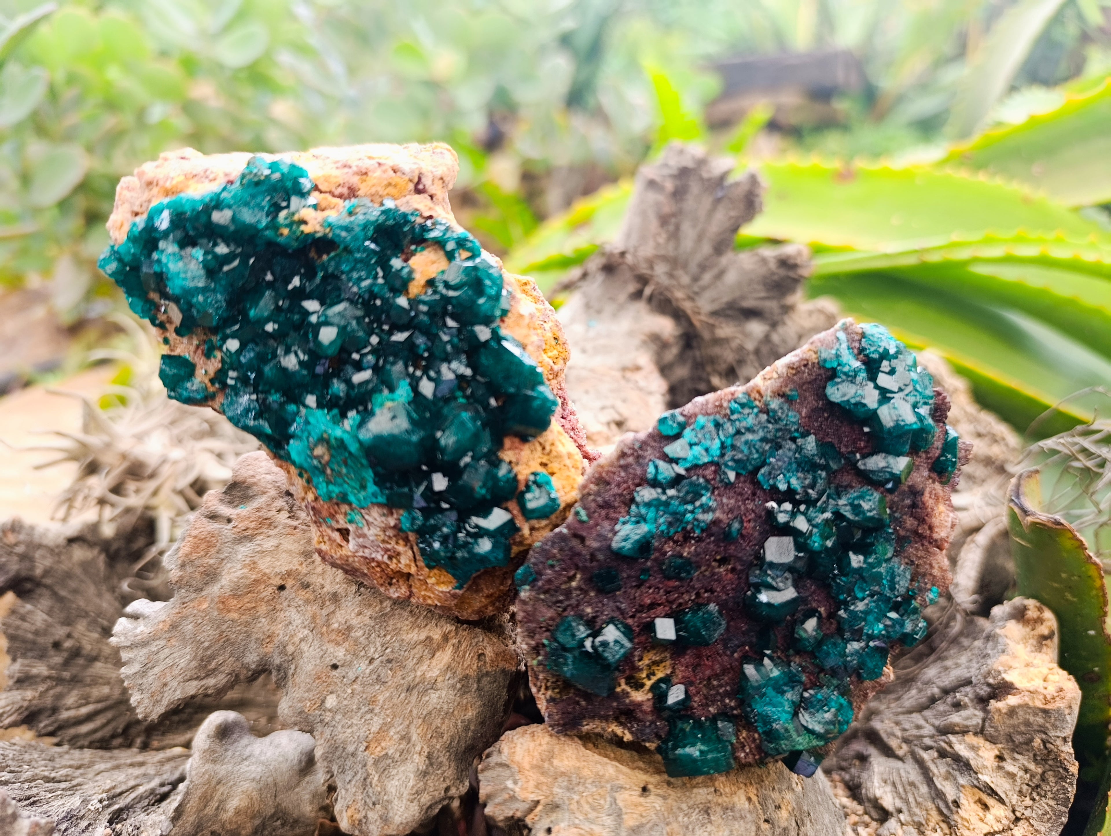 Natural Dioptase On Dolomite Specimens x 3 From Mashamba West Mine, Congo - Toprock Gemstones and Minerals 