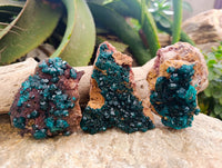 Natural Dioptase On Dolomite Specimens x 3 From Mashamba West Mine, Congo