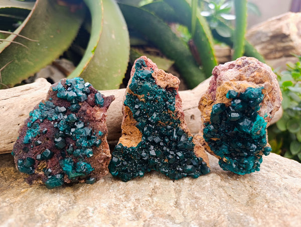 Natural Dioptase On Dolomite Specimens x 3 From Mashamba West Mine, Congo