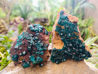 Natural Dioptase On Dolomite Specimens x 3 From Mashamba West Mine, Congo