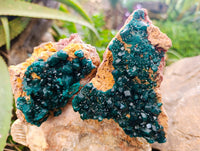 Natural Dioptase On Dolomite Specimens x 3 From Mashamba West Mine, Congo