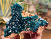 Natural Dioptase On Dolomite Specimens x 3 From Mashamba West Mine, Congo