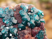 Natural Dioptase On Dolomite Specimens x 3 From Mashamba West Mine, Congo
