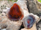 Polished On One Side Red Sashe River Agate Nodules x 24 From Zimbabwe - Toprock Gemstones and Minerals 