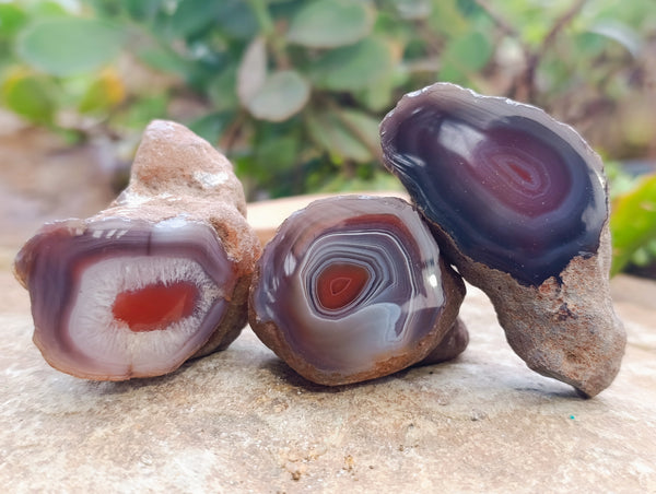 Polished On One Side Red Sashe River Agate Nodules x 24 From Zimbabwe