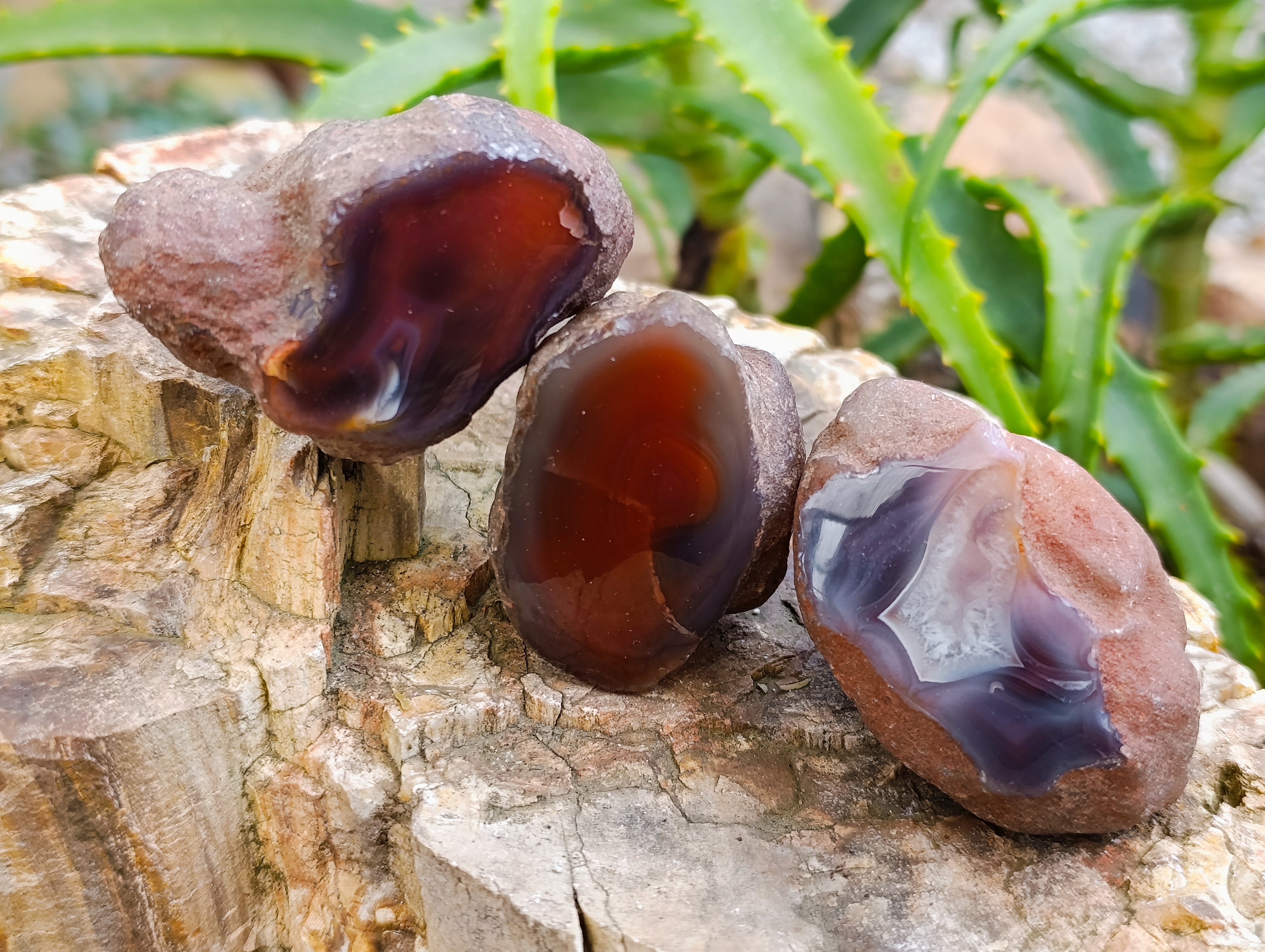 Polished On One Side Red Sashe River Agate Nodules x 24 From Zimbabwe - Toprock Gemstones and Minerals 
