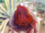 Polished On One Side Red Sashe River Agate Nodules x 24 From Zimbabwe - Toprock Gemstones and Minerals 