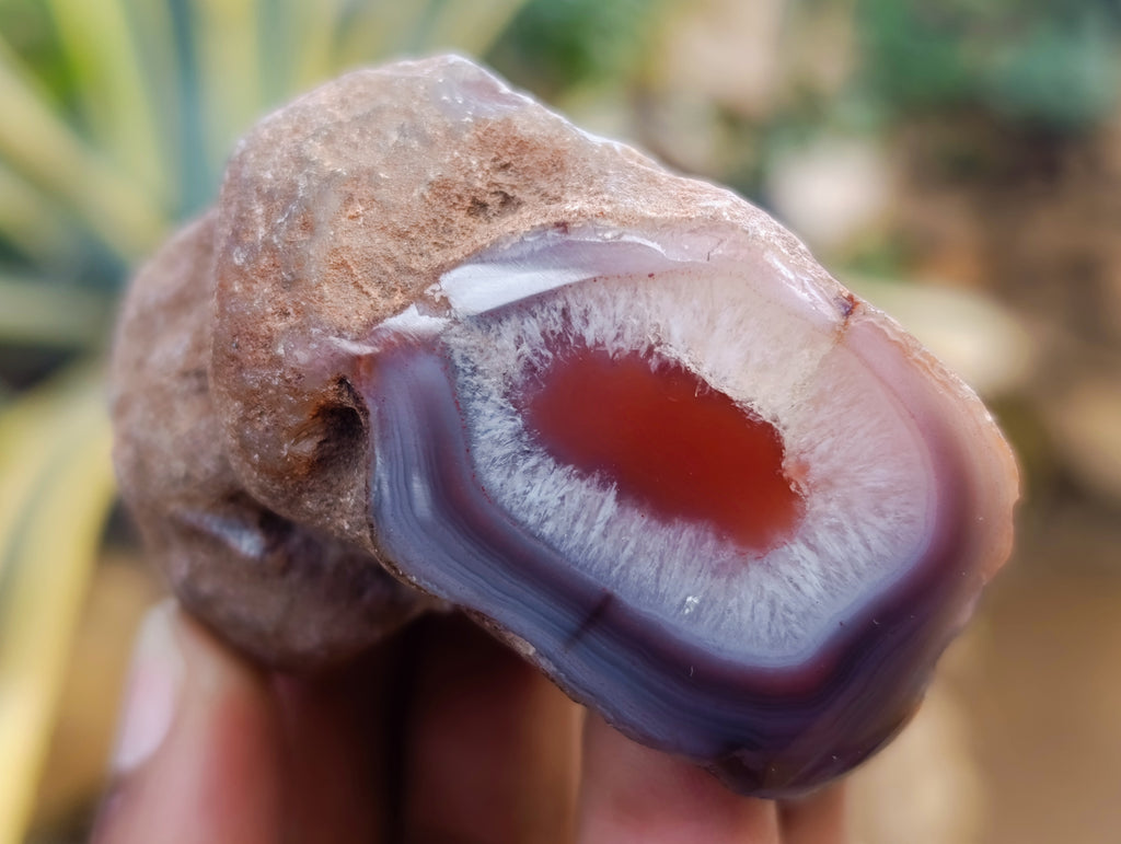 Polished On One Side Red Sashe River Agate Nodules x 24 From Zimbabwe - Toprock Gemstones and Minerals 