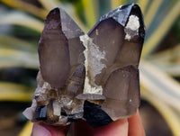 Natural Smokey Quartz Clusters with Hyalite and Tourmaline x 35 From Erongo, Namibia
