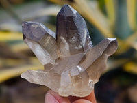 Natural Smokey Quartz Clusters with Hyalite and Tourmaline x 35 From Erongo, Namibia