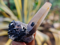 Natural Smokey Quartz Clusters with Hyalite and Tourmaline x 35 From Erongo, Namibia