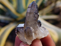 Natural Smokey Quartz Clusters with Hyalite and Tourmaline x 35 From Erongo, Namibia