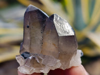 Natural Smokey Quartz Clusters with Hyalite and Tourmaline x 35 From Erongo, Namibia