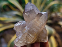Natural Smokey Quartz Clusters with Hyalite and Tourmaline x 35 From Erongo, Namibia