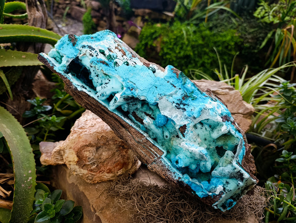 Natural Museum Chrysocolla Specimen with Malachite Stalagmites x 1 From Congo
