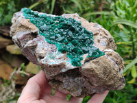 Natural Dioptase Cabinet Specimen x 1 From Mashamba East Mine, Congo