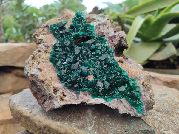 Natural Dioptase Cabinet Specimen x 1 From Mashamba East Mine, Congo
