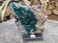 Natural Dioptase Cabinet Specimen x 1 From Mashamba East Mine, Congo
