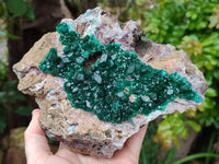 Natural Dioptase Cabinet Specimen x 1 From Mashamba East Mine, Congo