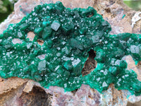 Natural Dioptase Cabinet Specimen x 1 From Mashamba East Mine, Congo