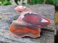 Polished On One Side Red Sashe River Agate Nodules x 12 From Zimbabwe