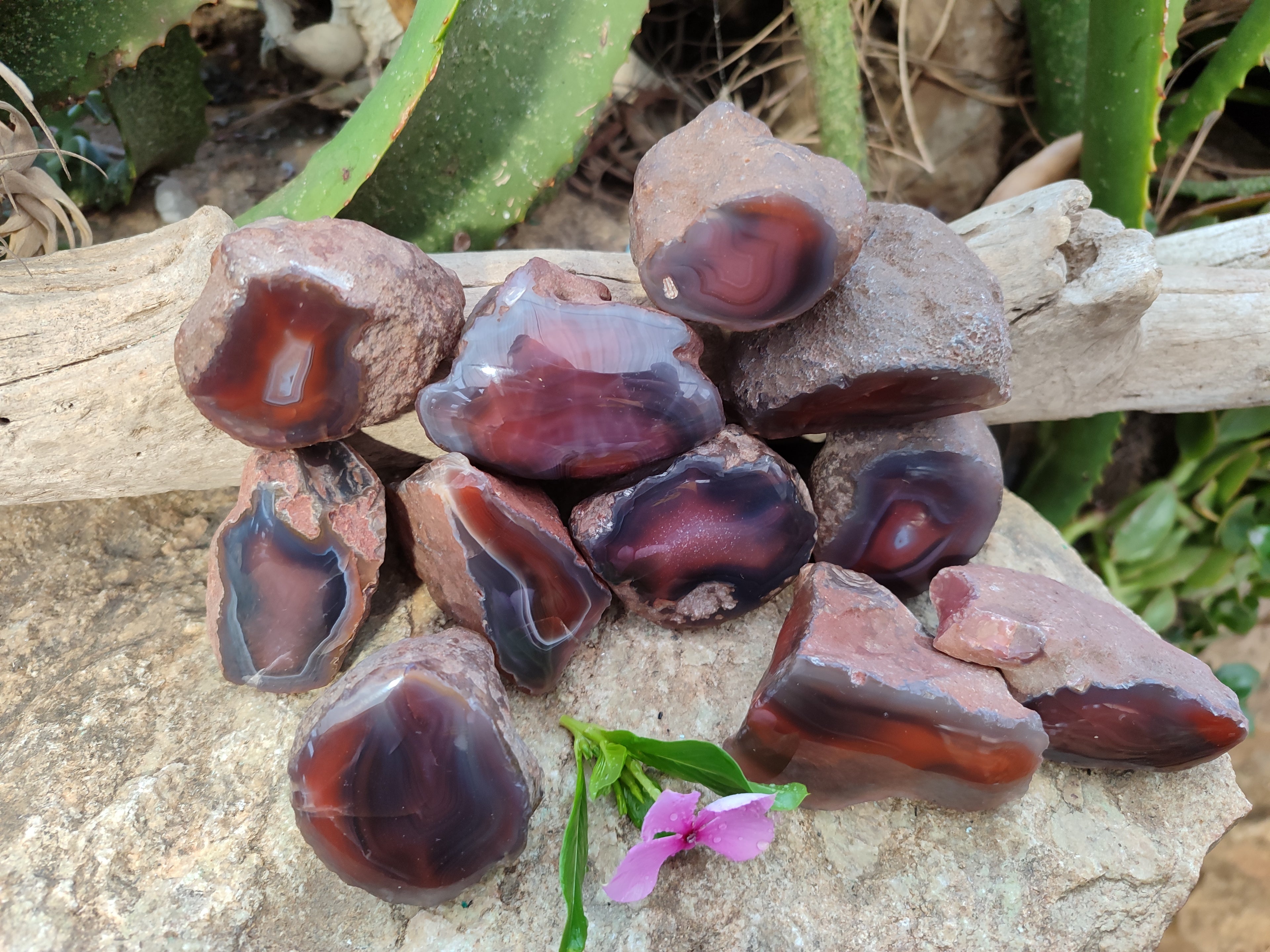 Polished On One Side Red Sashe River Agate Nodules x 12 From Zimbabwe - Toprock Gemstones and Minerals 