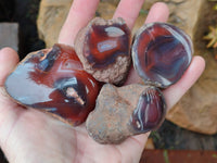 Polished On One Side Red Sashe River Agate Nodules x 12 From Zimbabwe