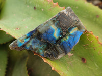 Polished On One Side Labradorite Plates x 35 From Tulear, Madagascar