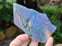 Polished On One Side Labradorite Plates x 12 From Tulear, Madagascar