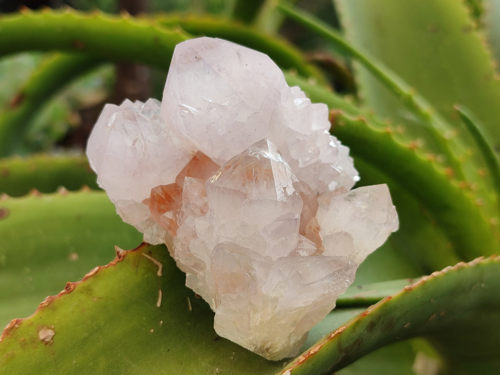 Natural Amethyst Spirit Quartz Clusters x 6 From Boekenhouthoek, South Africa - Toprock Gemstones and Minerals 