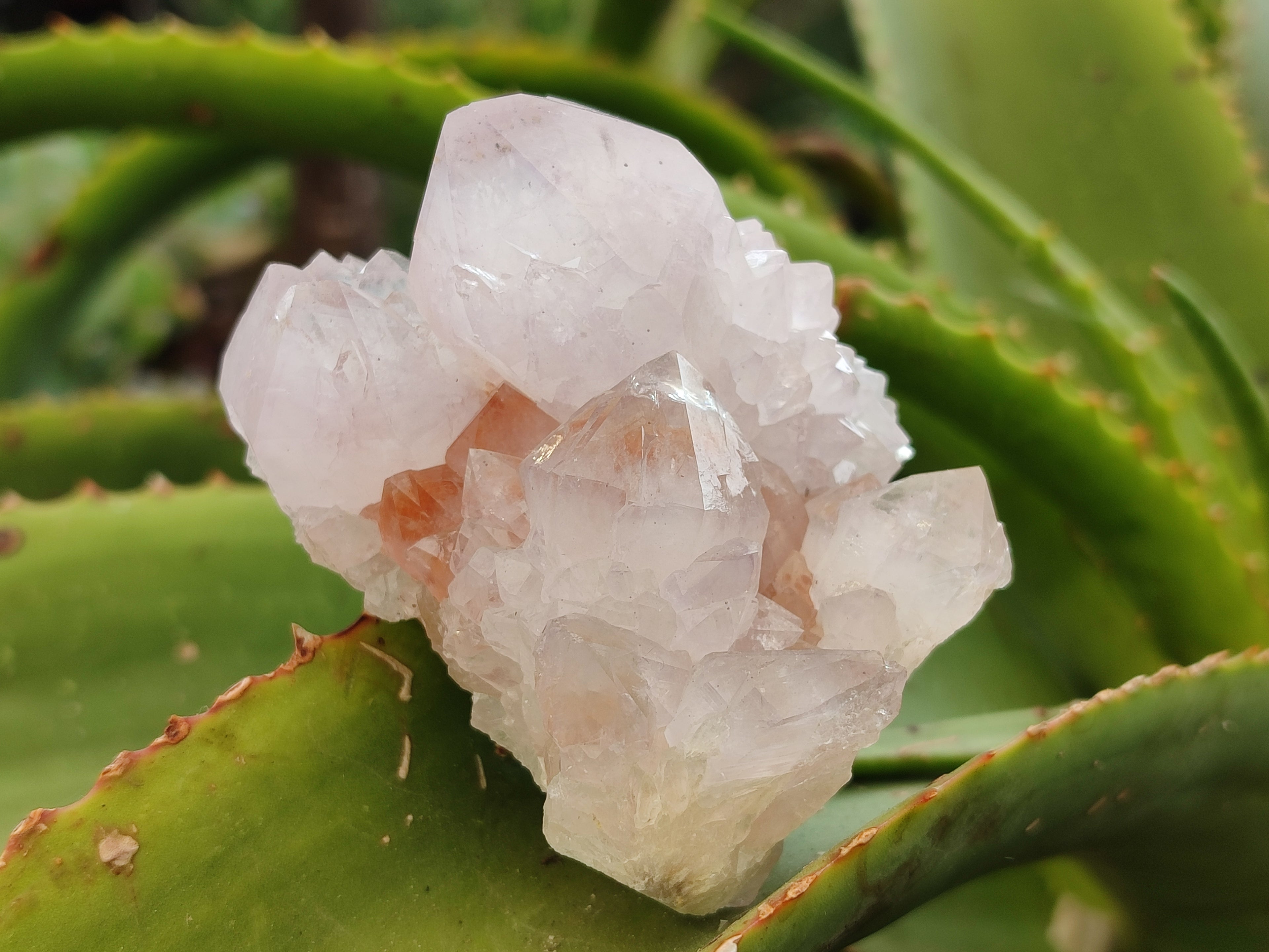 Natural Amethyst Spirit Quartz Clusters x 6 From Boekenhouthoek, South Africa - Toprock Gemstones and Minerals 