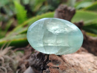 Polished Green Fluorite Palm Stones x 35 From Madagascar