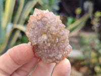 Natural Cactus Spirit Quartz Crystals x 20 From South Africa