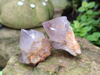 Natural Cactus Spirit Quartz Crystals x 20 From South Africa
