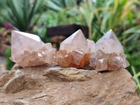 Natural Cactus Spirit Quartz Crystals x 20 From South Africa