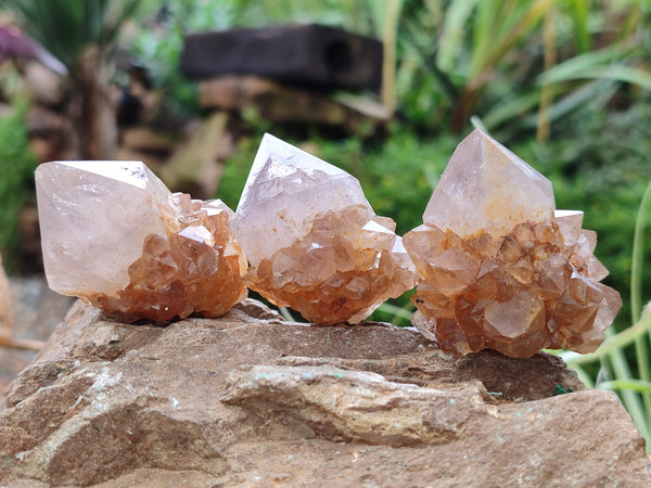 Natural Cactus Spirit Quartz Crystals x 20 From South Africa