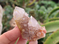 Natural Cactus Spirit Quartz Crystals x 20 From South Africa