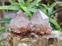 Natural Cactus Spirit Quartz Crystals x 20 From South Africa