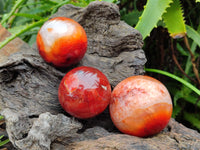 Polished Carnelian Spheres x 6 From Madagascar
