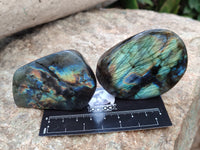 Polished Labradorite Standing Free Forms x 6 From Tulear, Madagascar