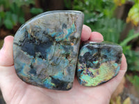 Polished Labradorite Standing Free Forms x 6 From Tulear, Madagascar