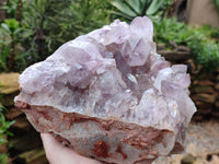 Natural Jacaranda Amethyst Quartz Cluster x 1 From Mumbwa, Zambia